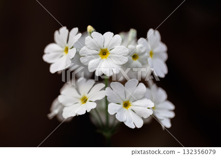 冬季花 十二月至二月 132356079