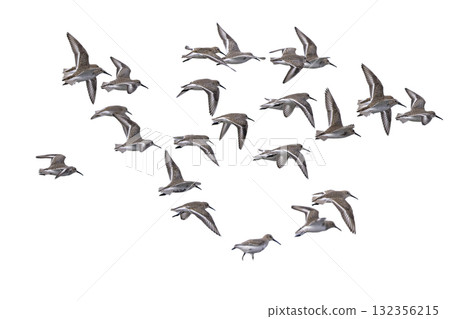 Cutout image of a flock of Dunlins in flight 132356215