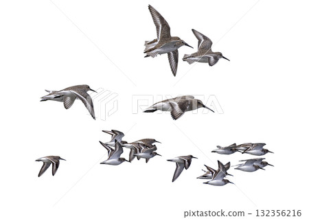 Cutout image of a flock of Dunlins in flight 132356216