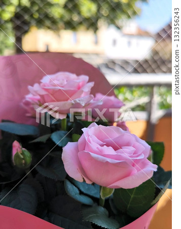 Pink roses in gift wrapping on a sunny balcony Pink roses in gift wrapping on a sunny balcony 132356243
