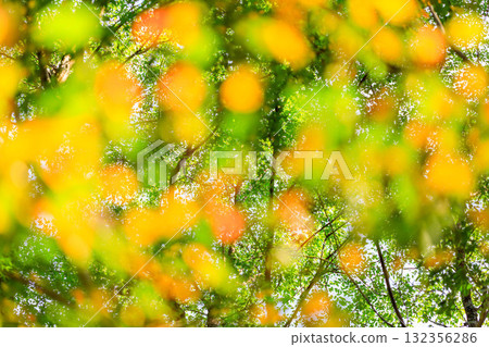 The leaves are so beautiful The leaves are so beautiful 132356286