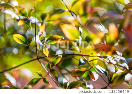 The leaves are so beautiful The leaves are so beautiful 132356449