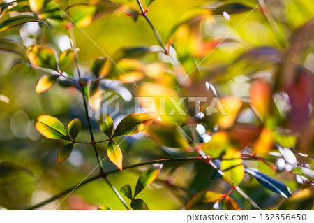 樹葉真漂亮 132356450