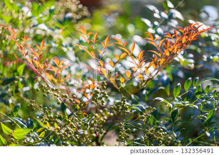 The leaves are so beautiful The leaves are so beautiful 132356491