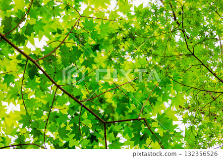 The leaves are so beautiful The leaves are so beautiful 132356526