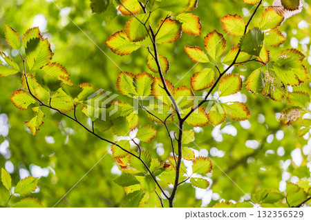 The leaves are so beautiful 132356529