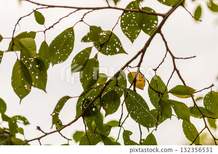 The leaves are so beautiful 132356531