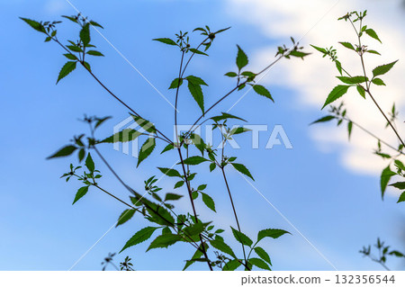 The leaves are so beautiful 132356544