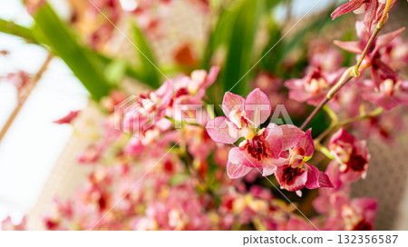 Pink twinkle flower close-up Pink twinkle flower close-up 132356587