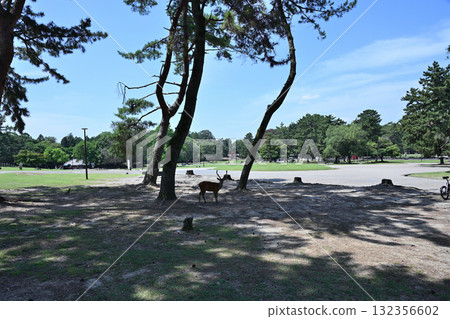 Nara Park 132356602
