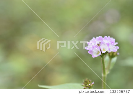 凹槽蕎麥麵 132356787