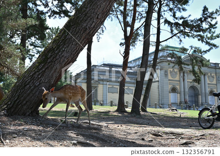 一隻鹿 一隻鹿 132356791