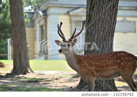 一隻鹿 132356792