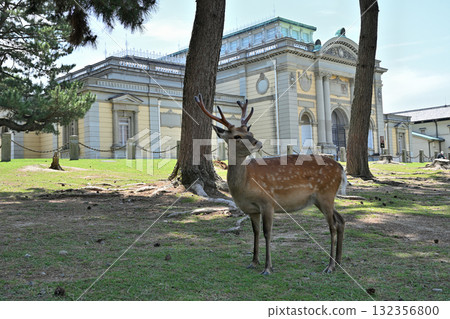 A deer A deer 132356800