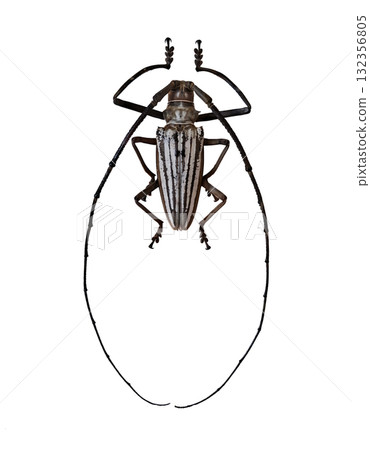 Batocera lamondi, a long horn beetle, is isolated with its distinctive striped body and lengthy antennae visible. It represents the diverse insect life found in various habitats. 132356805