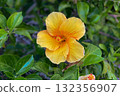 A vibrant close-up shot of a beautiful yellow-orange hibiscus flower in full bloom 132356907