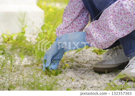Hands of a woman weeding the garden Hands of a woman weeding the garden 132357365