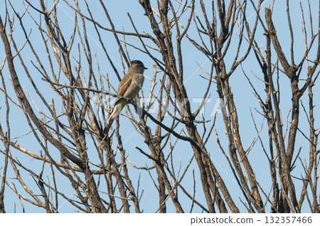 Crowned Slaty Flycatcher in Calden Forest environment, La Pampa Province, Argentina. Crowned Slaty Flycatcher in Calden Forest environment, La Pampa Province, Argentina. 132357466