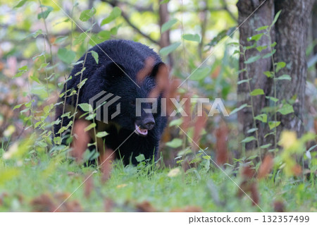 亞洲黑熊 132357499
