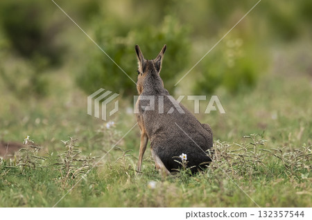 Desert cavi eating, Patagonia, Argentina 132357544