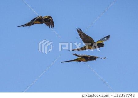 Burrowing Parrot in flight, La Pampa Province, Patagonia, Argentina 132357748