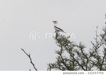 White monjita, xolmis irupero, perched, Patagonia Argentina White monjita, xolmis irupero, perched, Patagonia Argentina 132357750