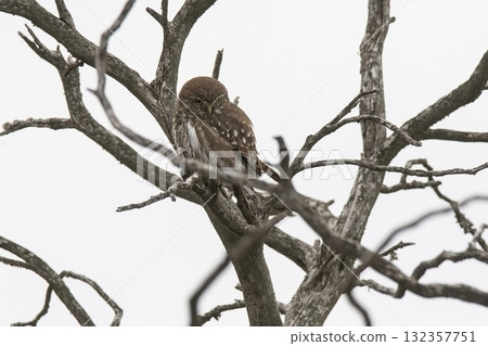 Ferruginous Pygmy owl, Glaucidium brasilianum, Calden forest, La Pampa Province, Patagonia, Argentina. Ferruginous Pygmy owl, Glaucidium brasilianum, Calden forest, La Pampa Province, Patagonia, Argentina. 132357751