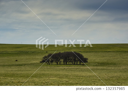 Pampas grass landscape, La Pampa province, Patagonia, Argentina. 132357985