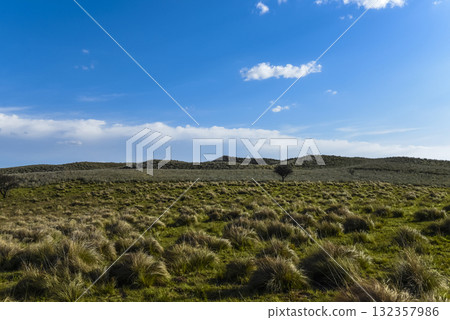 Pampas grass landscape, La Pampa province, Patagonia, Argentina. 132357986