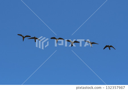 Burrowing Parrot in flight, La Pampa Province, Patagonia, Argentina Burrowing Parrot in flight, La Pampa Province, Patagonia, Argentina 132357987