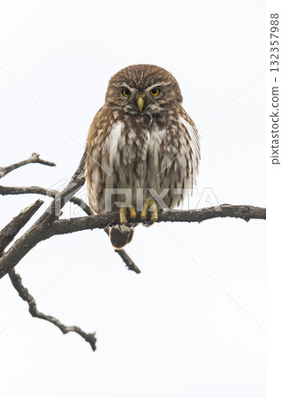 Ferruginous Pygmy owl, Glaucidium brasilianum, Calden forest, La Pampa Province, Patagonia, Argentina. 132357988