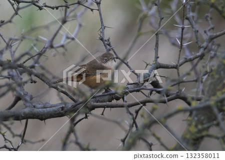 Grass Wren, in Calden Forest environment, La Pampa Province, Patagonia, Argentina. 132358011