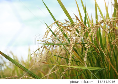 Fruited rice panicle Fruited rice panicle 132358046