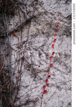 Bright red autumn leaves of a climbing plant growing on an old concrete wall. Autumn banner concept, preparing for winter, stagnation, autumn vibe 132358089