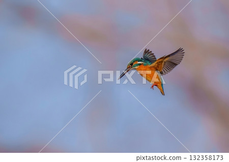 成年翠鳥盤旋尋找獵物 132358173
