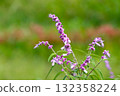 秋季盛開的墨西哥鼠尾草花 132358224