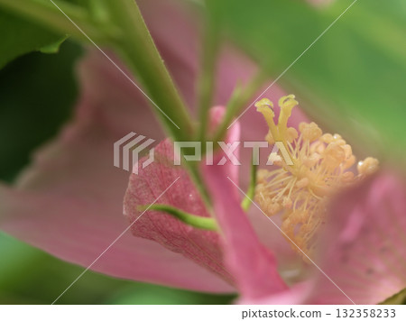 九月盛開的美麗粉紅芙蓉花 九月盛開的美麗粉紅芙蓉花 132358233