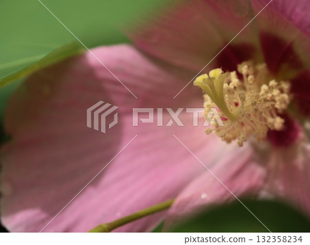 九月盛開的美麗粉紅芙蓉花 132358234