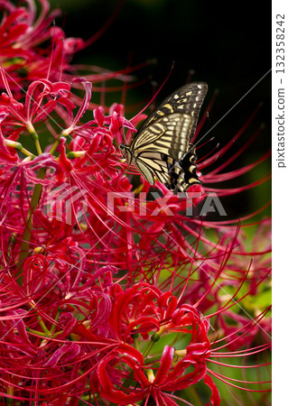 A swallowtail butterfly fluttering around a cluster amaryllis A swallowtail butterfly fluttering around a cluster amaryllis 132358242