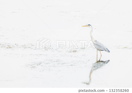 Gray heron 132358260