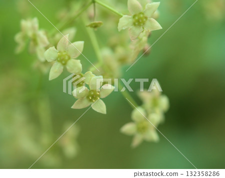 Tsuribana flowers blooming in May 132358286