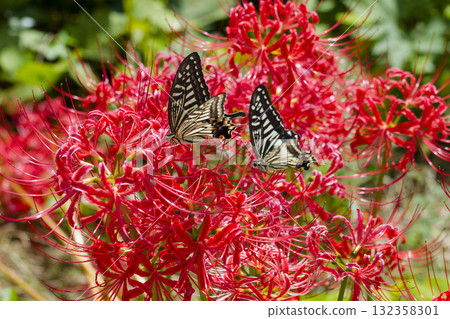 A swallowtail butterfly fluttering around a cluster amaryllis A swallowtail butterfly fluttering around a cluster amaryllis 132358301