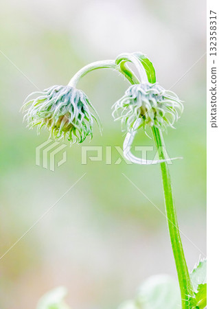 薊 132358317