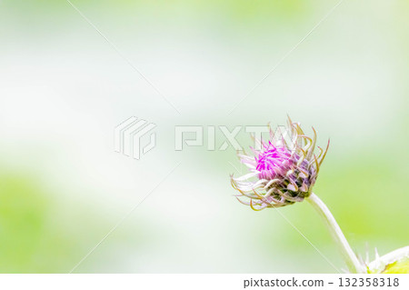 Thistle Thistle 132358318