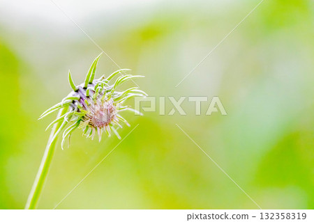 Thistle Thistle 132358319