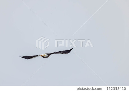 聖梨 聖梨 132358410