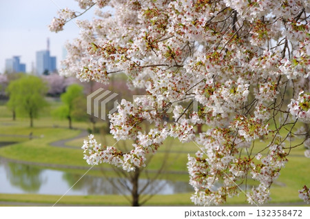 Cherry blossoms at Omiya Daini Park Cherry blossoms at Omiya Daini Park 132358472