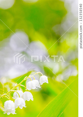 Lily of the valley Lily of the valley 132358540