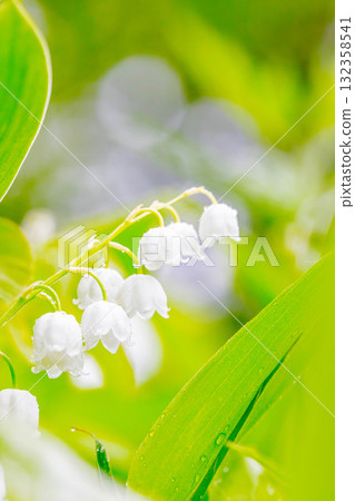 鈴蘭 鈴蘭 132358541