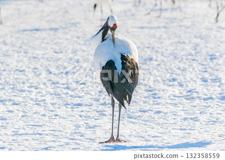 丹頂鶴 丹頂鶴 132358559